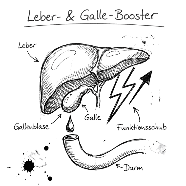 Ein Booster für Leber uns Galle