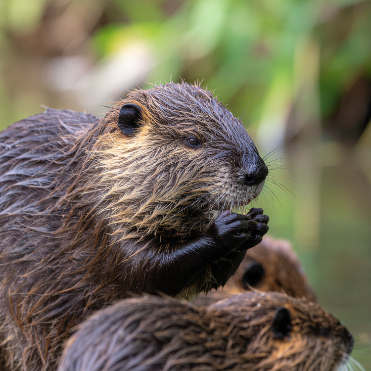 Bibermuttertier Nahaufnahme eines Bibers mit nassem Fell, der mit den Vorderpfoten Pflanzennahrung zum Maul führt; im Hintergrund ist ein Biberkind unscharf zu erkennen.