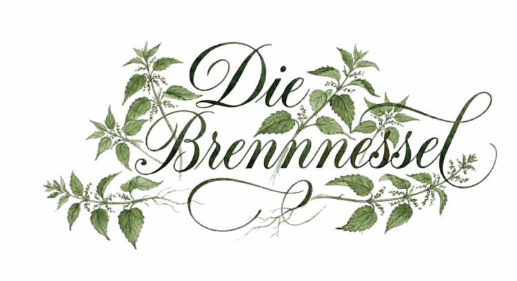 Brennnessel – traditionelle Heilpflanze mit Blättern, Blüten und Wurzeln dargestellt