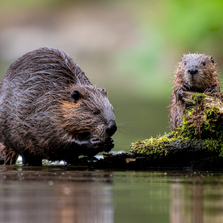 Ein Biber frisst Bild 4 Ein Biber und ein Bibernachwuchs im flachen Wasser