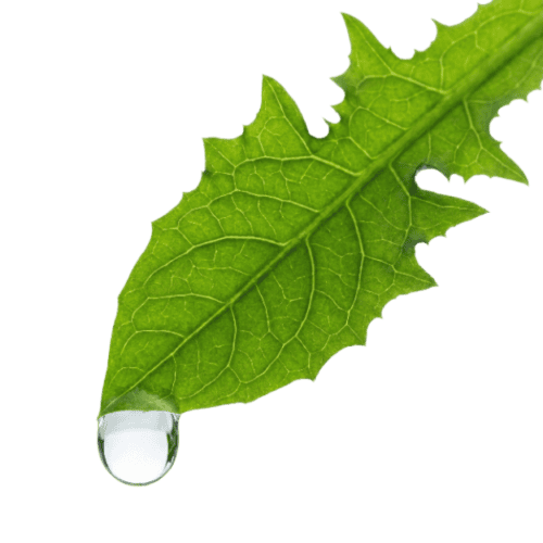 Kalium Effekt