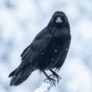 Rabe 1 Frontaler Porträtblick eines Kolkraben im Winter: tiefschwarzes Gefieder mit feinem Glanz, wacher direkter Blick, sitzend auf einem verschneiten Ast, sanfter Schneefall vor hellem, weich unscharfem Hintergrund.