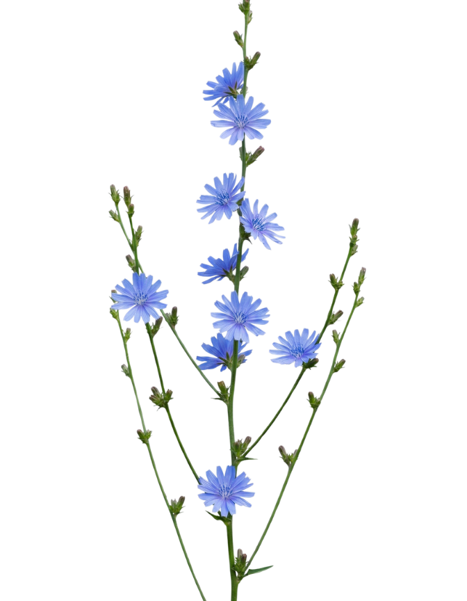 Wegwarte Eine Wegwarte mit Blüten