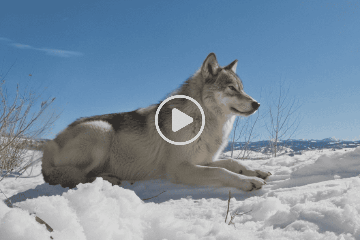 Vorschaubild zum Video: Dokumentation des Verhaltens eines Wolfsrudels bei der Nahrungsaufnahme, beobachtet mit mehreren Wildkameras