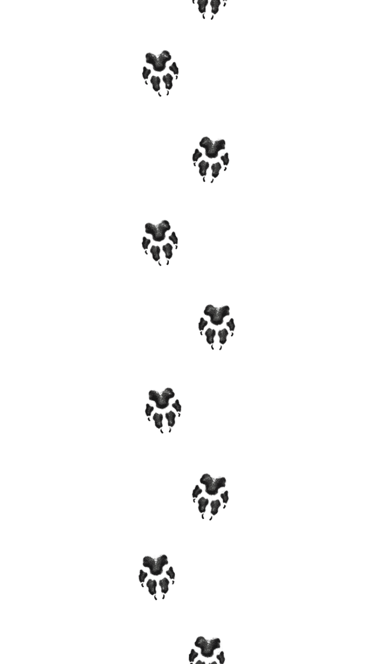 Wolfsfährte zurück Schwarze Wolfsspuren, die irgendwo hinführen