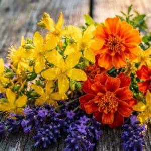 Der Sommer – Die volle Blütenkraft der Sonne