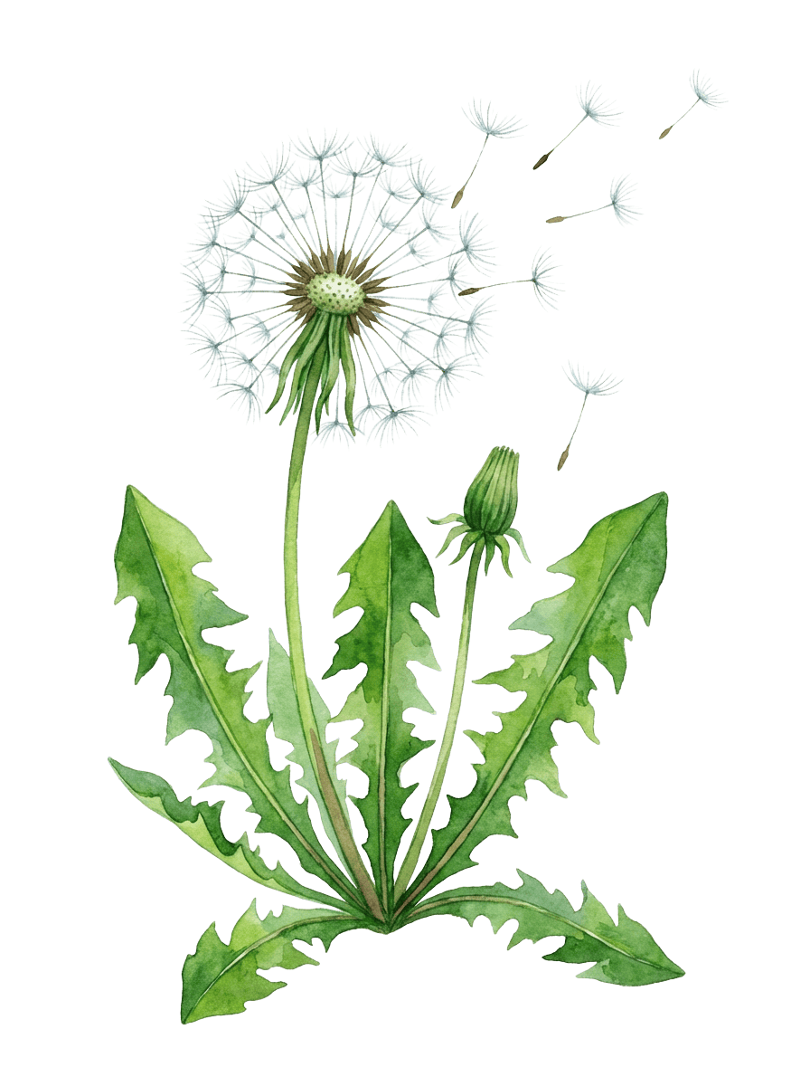 Zarte Aquarell-Malerei einer Pusteblume: Ein großer, weißer Samenstand, von dem einzelne Schirmchen (Samen) davonfliegen, mit grünen Blättern am Boden.