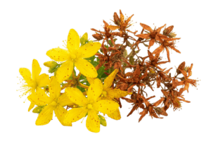 Tinkturen & Alkoholauszüge 1 Frische gelbe Johanniskrautblüten neben getrockneten, braun verfärbten Johanniskrautblüten