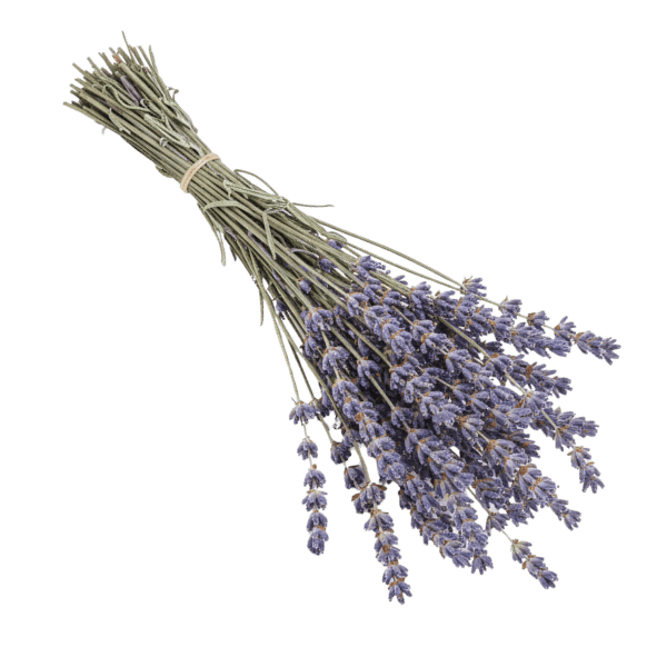 Gebündelter Strauß aus getrockneten Lavendelblüten mit violetten Blütenständen.