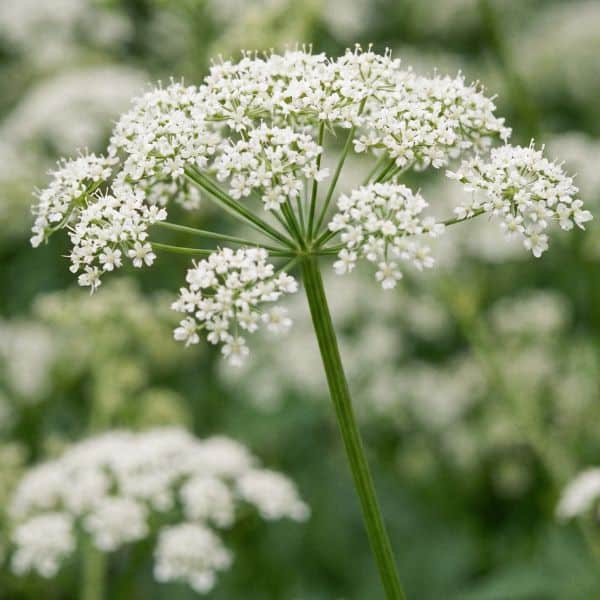 Nahaufnahme der weißen Doldenblüte des Giersch vor grünem Hintergrund. Der Fokus liegt auf dem oberen Stängelbereich, wo sich die Blütenstrahlen schirmartig verzweigen. An dieser Verzweigung sind keine Hüllblätter zu sehen – der Stängel ist dort glatt und kahl.
