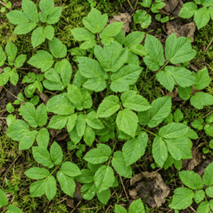 Giersch 1 Dreigeteilte, gezähnte Blätter des Gierschs (Aegopodium podagraria) aus der Vogelperspektive, dicht wachsend auf feuchtem Waldboden mit Moos und Laub.