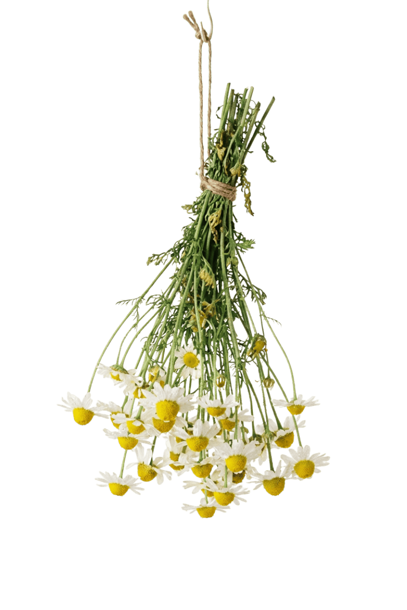 Frisch geerntete Kamillenblüten, zu einem kleinen Strauß gebunden und kopfüber aufgehängt, vorbereitet für die schonende Trocknung und spätere Weiterverarbeitung.