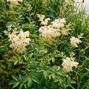 Blühendes Mädesüß (Filipendula ulmaria) mit cremeweißen Blütenrispen an einem feuchten Uferstandort, umgeben von grünem Gras und typischer Ufervegetation.