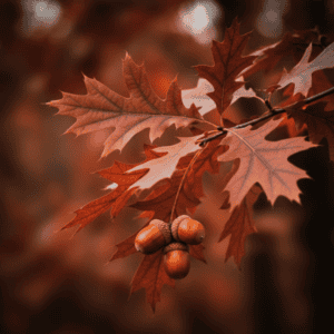 Roteiche 1 Zweig der Roteiche mit tief gelappten, rotbraunen Herbstblättern und mehreren Eicheln, detailreiche Nahaufnahme vor warmem, unscharfem Waldhintergrund.