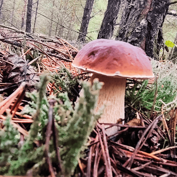 Ein einzelner Steinpilz wächst zwischen Moos, Kiefernnadeln und Waldboden im lichten Kiefernwald, bodennahe Perspektive, natürliche Umgebung, selbst fotografiert.