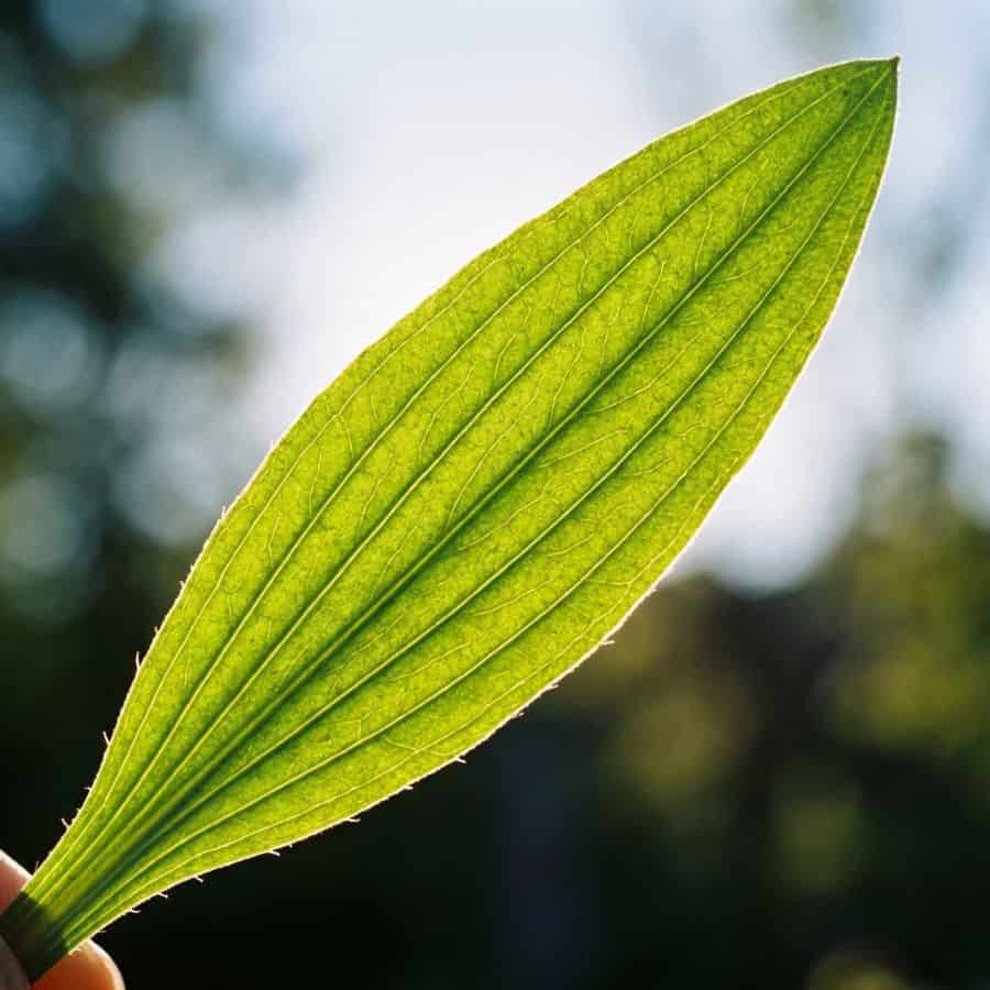 Makroaufnahme eines einzelnen Spitzwegerich-Blattes im Gegenlicht. Man erkennt deutlich die parallelen Blattnerven (Längsadern), die vom Stiel bis zur Blattspitze verlaufen.