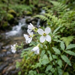 Weiße Blüten des Bitteren Schaumkrauts vor einem unscharfen Bachlauf im Hintergrund.