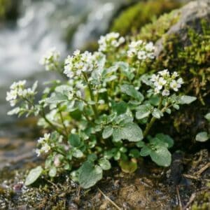 Brunnenkresse 1 Saftig grüne Brunnenkresse mit Blüten, die direkt in einem klaren, fließenden Waldquelle wächst.