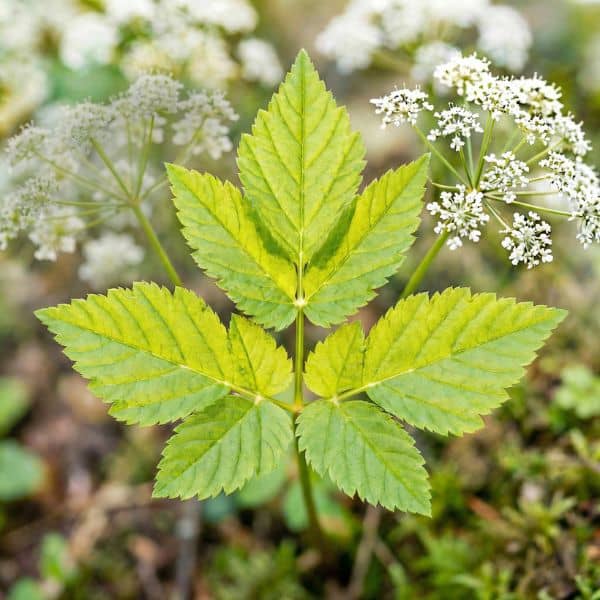 Junge, hellgrüne Gierschblätter im Fokus mit zarten weißen Doldenblüten in einer lichtvollen Naturstimmung.