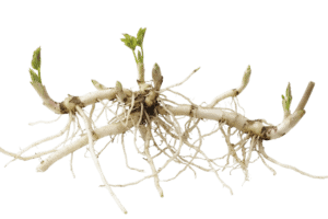 Giersch 2 Freigestelltes Netzwerk aus hellen, kriechenden Giersch-Wurzeln (Rhizomen) mit mehreren jungen, grünen Blatttrieben. Die Rhizome breiten sich horizontal aus, mit vielen feineren Wurzeln, die nach unten wachsen. Der Hintergrund ist transparent.