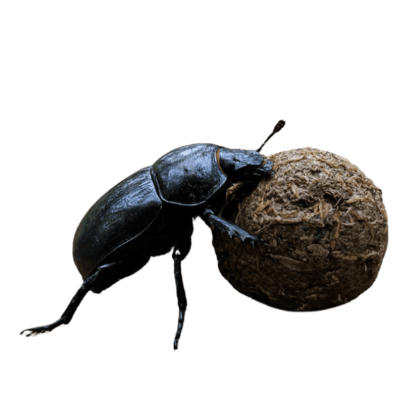 Ein Mistkäfer, der seine Kugel rollt, auf transparentem Hintergrund – symbolisiert den ewigen Kreislauf der Natur und unermüdliche Kraft.