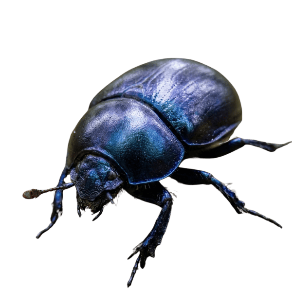 Ein prachtvoller, blauschillernder Mistkäfer auf transparentem Hintergrund, Symbol für Erdung und natürliche Wandlung.