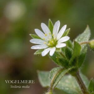 Vogelmiere 1 Nahaufnahme einer weißen Vogelmieren-Blüte mit Tautropfen, die ihre sternenförmige Kraft zeigt.