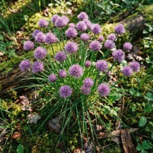 Wilder Schnittlauch 1 Kräftige Makro-Aufnahme vom blühenden Wilden Schnittlauch mit violetten Blütenkugeln auf dem Waldboden.