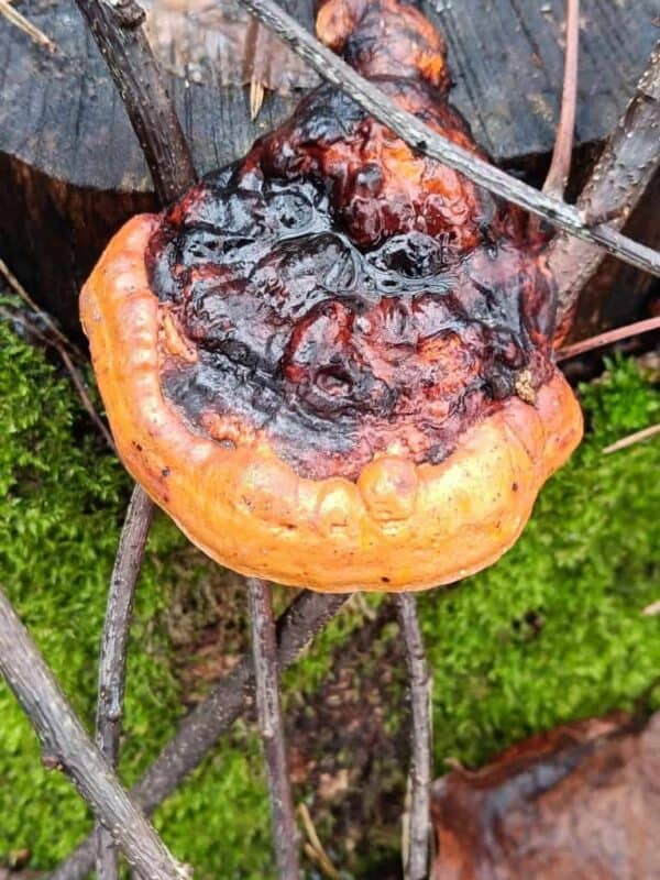 Rotrandiger Baumschwamm im Wald - Heilkraft der Natur