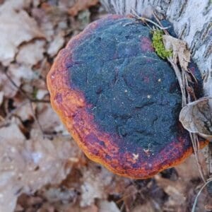 Rotrandiger Baumschwamm 1 Nahaufnahme eines Rotrandigen Baumschwamms am Baumstamm mit typischem orange-rotem Rand und dunkler Kruste für den Steckbrief.