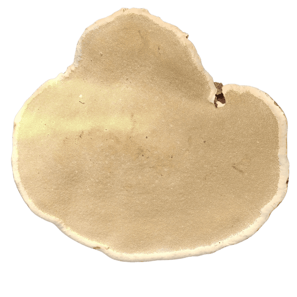 Rotrandiger Baumschwamm Unterseite - Heilpilz Illustration