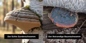 Rotrandiger Baumschwamm 2 Direkter Vergleich zweier Baumpilze im Wald: Links der graue, hutförmige Zunderschwamm und rechts der Rotrandige Baumschwamm mit seiner dunklen Kruste und dem typischen orange-roten Rand.