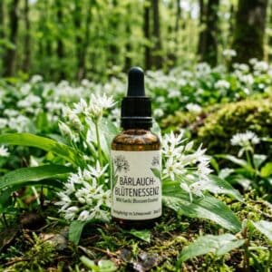 Bärlauch 12 Handgefertigte Bärlauch-Blütenessenz (Wild Garlic Blossom Essence) in Braunglasflasche mit Pipette, umgeben von blühenden Bärlauchpflanzen mit weißen Sternblüten auf moosigem Waldboden – energetische Essenz aus der Wildkräuter-Apotheke des Frühlingswaldes.
