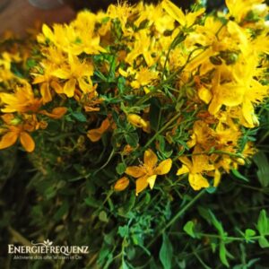 Johanneskraut 1 Eine Nahaufnahme von frisch gesammeltem, echtem Johanniskraut mit einer Fülle an leuchtend gelben Blüten. Die filigranen Staubblätter ragen sternförmig aus den Blütenköpfen heraus. Dazwischen sind die kleinen, grünen Blätter und Knospen der Pflanze zu sehen. Unten links im Eck ist dezent das weiße Logo von Energiefrequenz mit dem Schriftzug „Aktiviere das alte Wissen in Dir“ eingefügt.