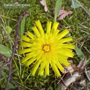 Nahaufnahme der leuchtend gelben Blüte vom Kleinen Habichtskraut, eingebettet in natürlichem Umfeld, als Teil des Pflanzensteckbriefs auf Energiefrequenz. Nahaufnahme der leuchtend gelben Blüte vom Kleinen Habichtskraut, eingebettet in natürlichem Umfeld, als Teil des Pflanzensteckbriefs auf Energiefrequenz.