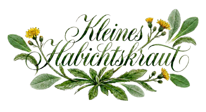 Künstlerischer Schriftzug Kleines Habichtskraut umrahmt von detaillierten botanischen Illustrationen der Heilpflanze mit gelben Blüten und grünen Blättern für die Wissensseite Energiefrequenz